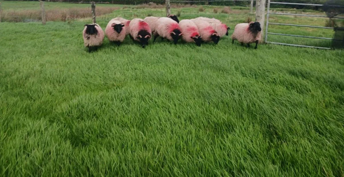 Blackface Ewe lambs - Image 3
