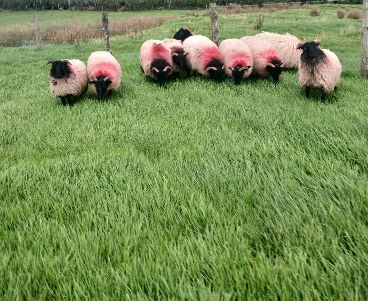 Blackface Ewe lambs - Image 1