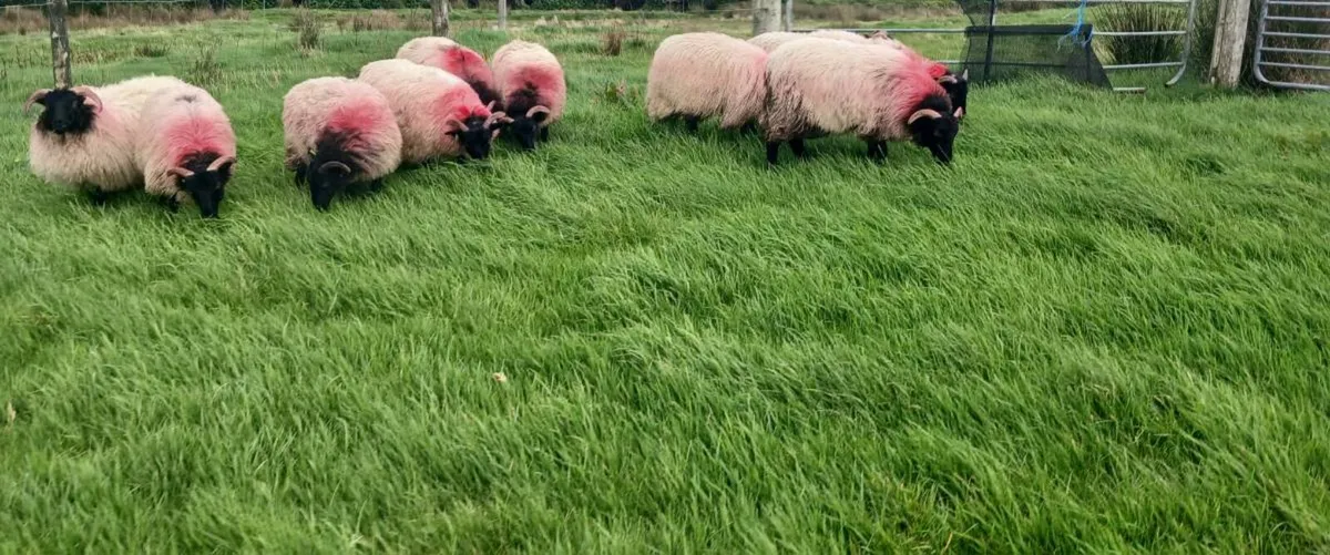 Blackface Ewe lambs - Image 2