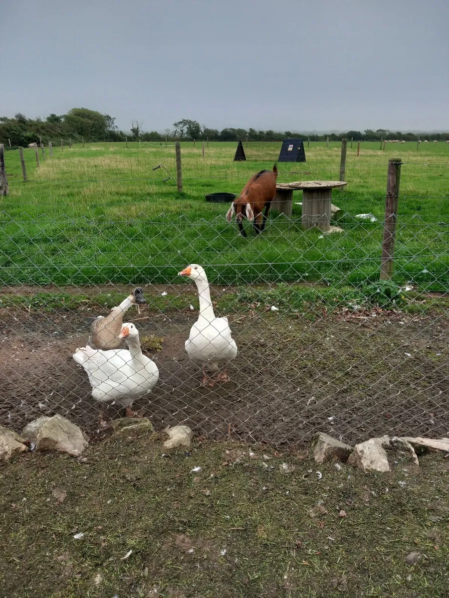 Geese - Image 1