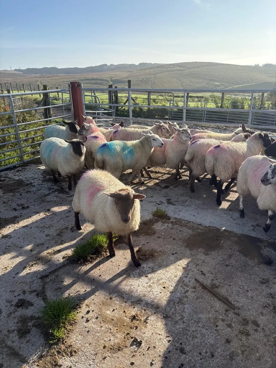 Chartex cross Lambs - Image 1