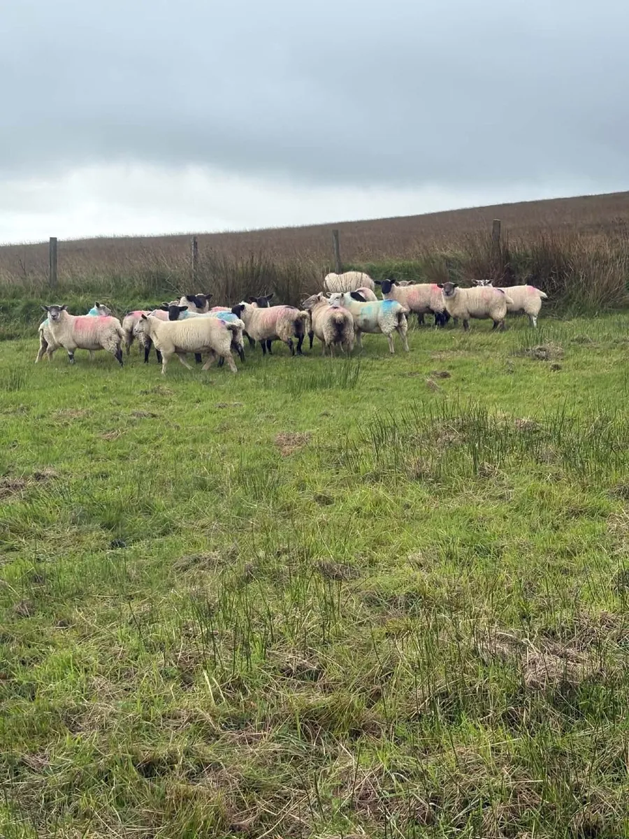 Chartex cross Lambs - Image 2
