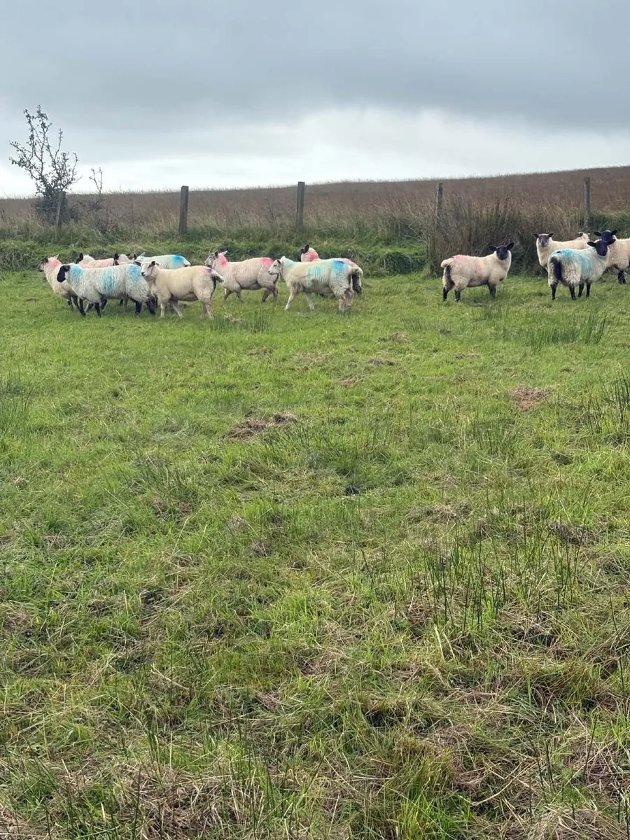 Chartex cross Lambs - Image 3