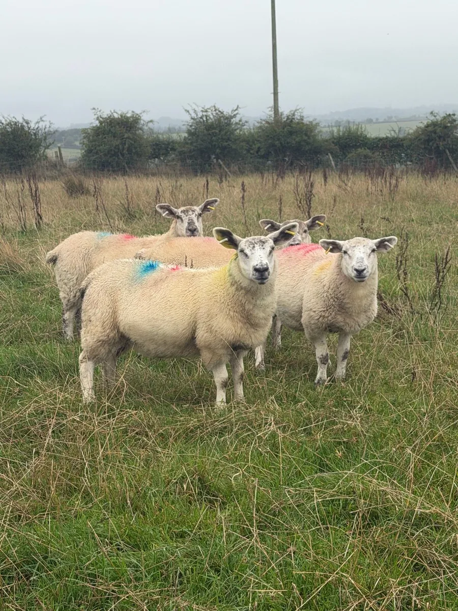 Ewe Lambs - Image 1