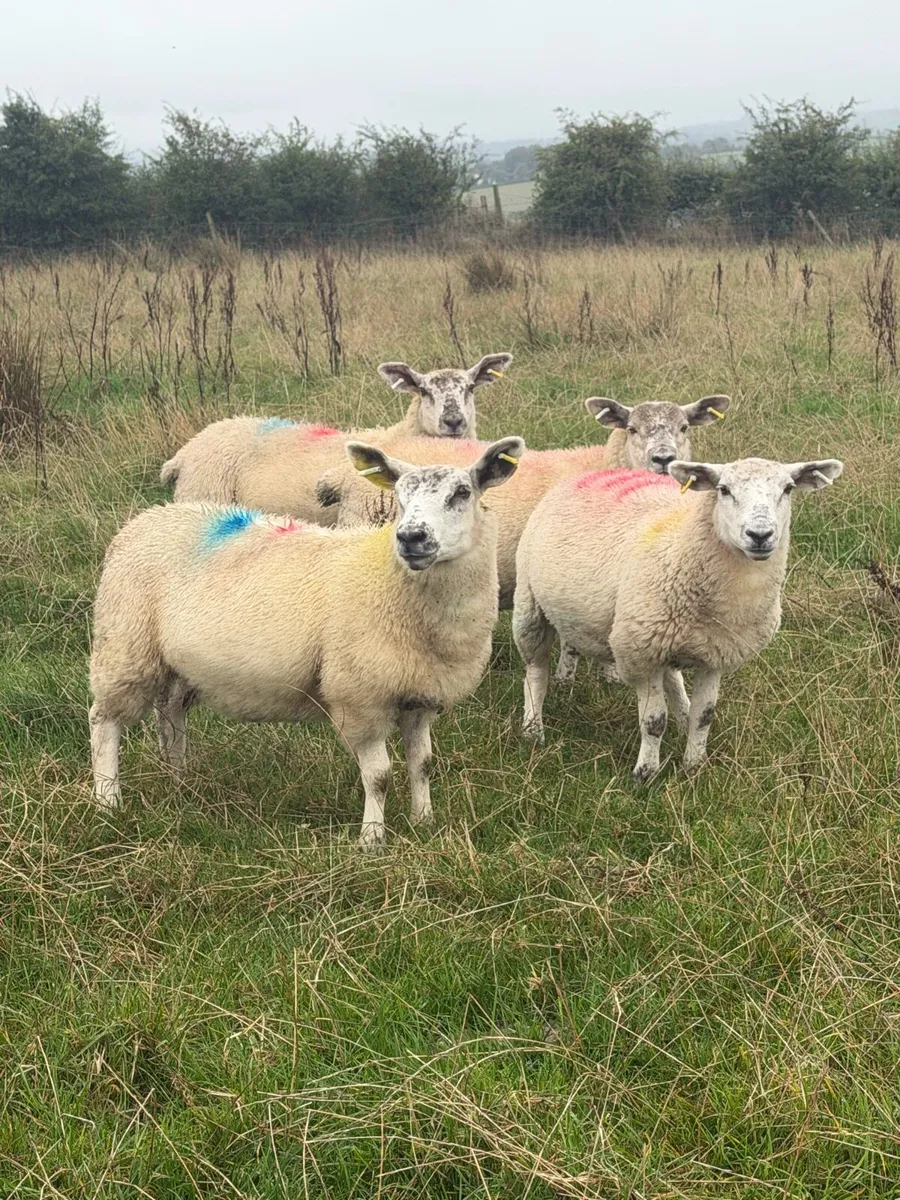 Ewe Lambs - Image 2