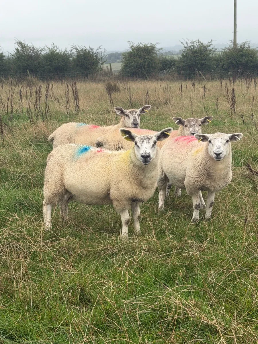 Ewe Lambs - Image 3