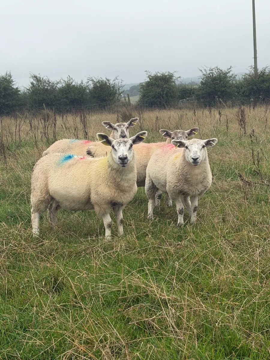 Ewe Lambs - Image 4