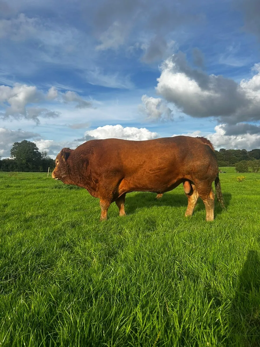 PBR Limousin Bull - Image 1