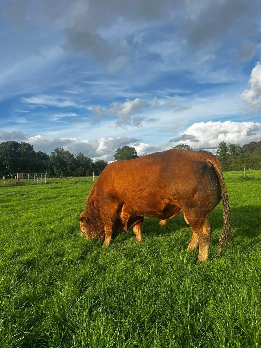 PBR Limousin Bull - Image 2