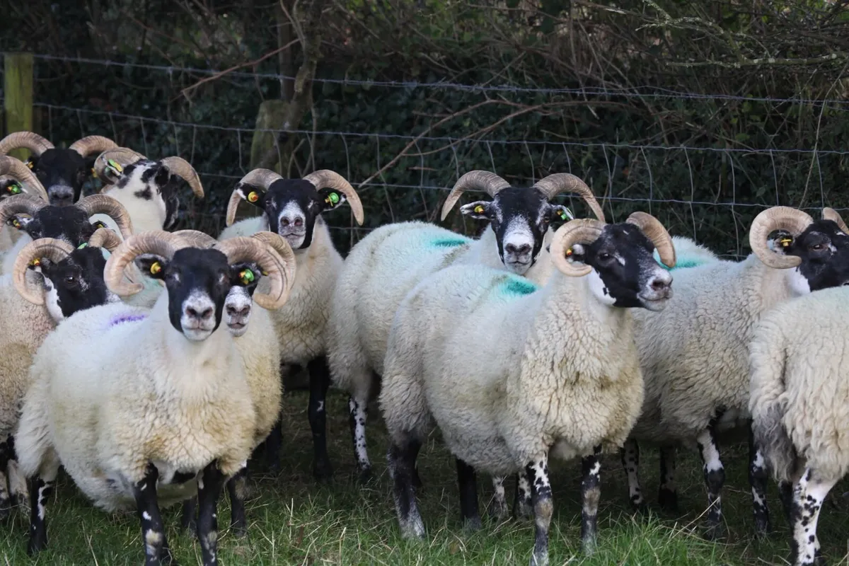 Quality Lanark Hogget ewes - Image 1