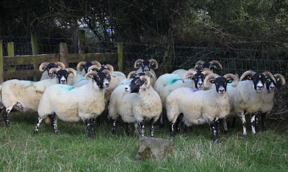 Quality Lanark Hogget ewes - Image 4