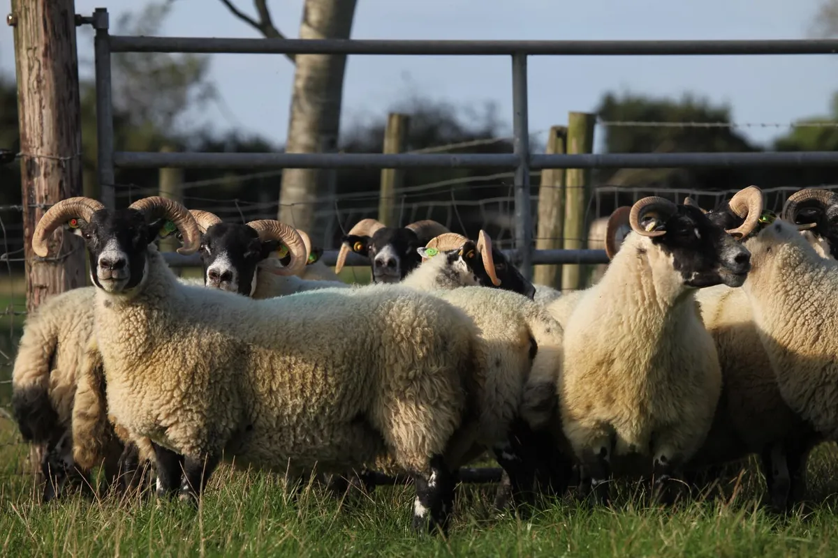 Quality Lanark Hogget ewes - Image 3