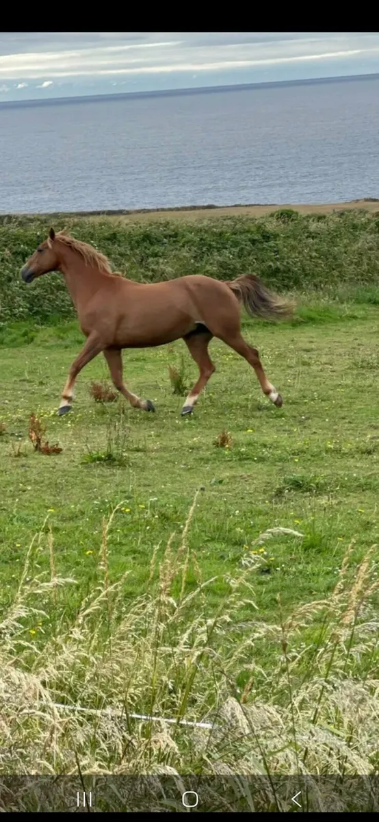 Horse - Image 2