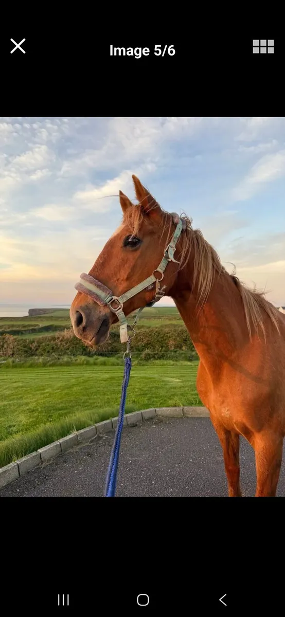 Horse - Image 3