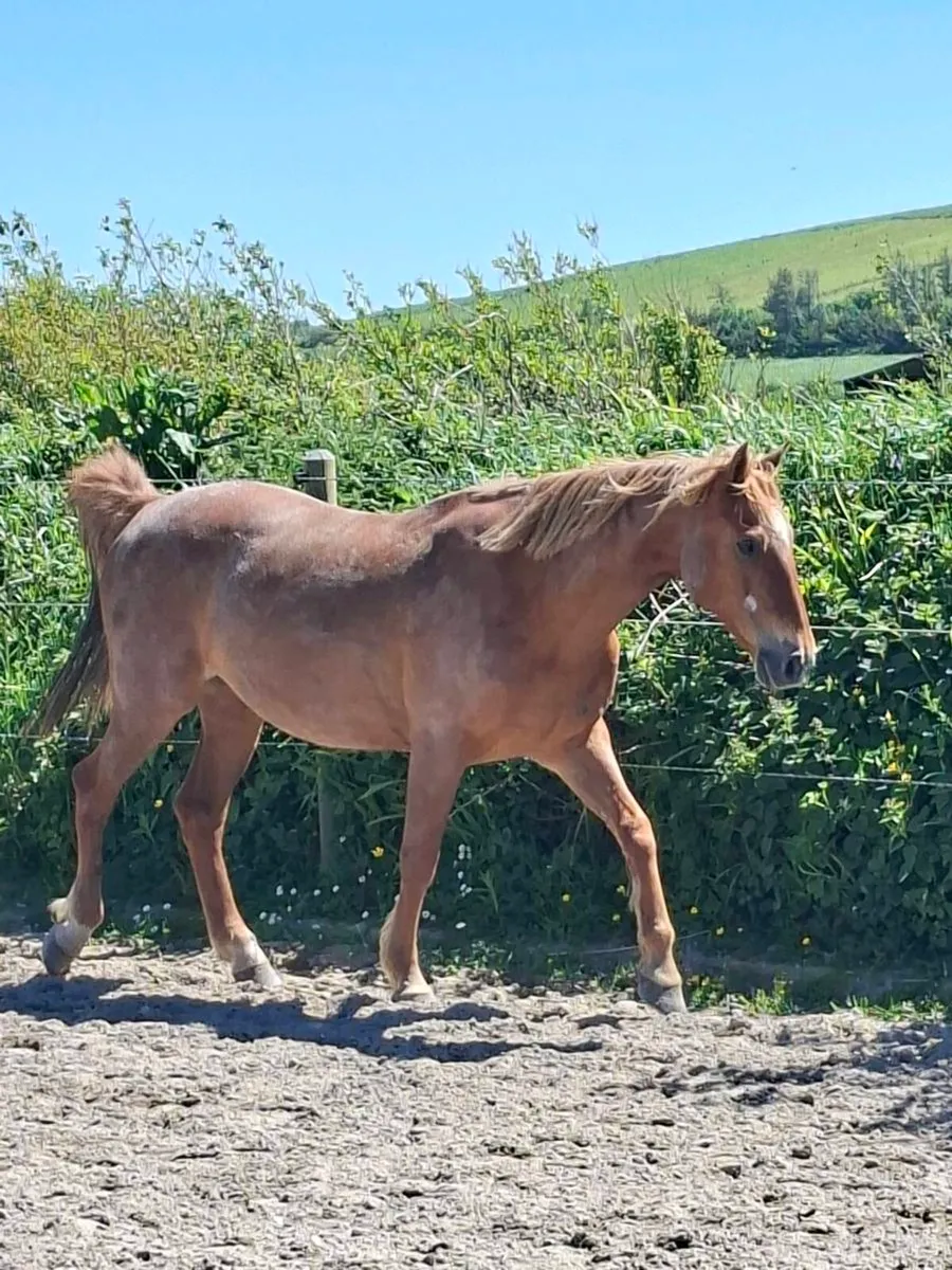 Horse - Image 4