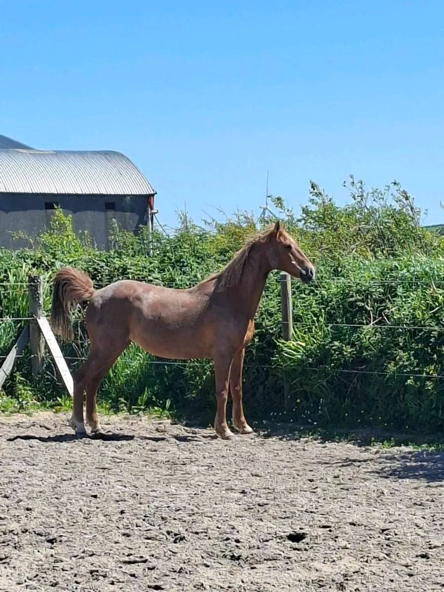 Horse - Image 1