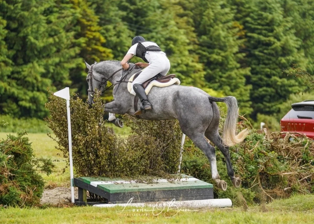 Top prospect show jumper/eventer - Image 3