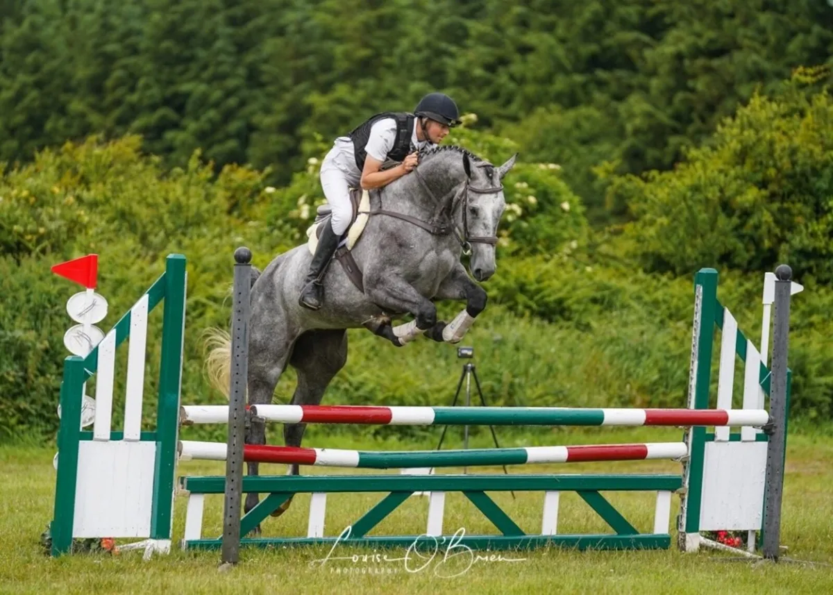 Top prospect show jumper/eventer - Image 4
