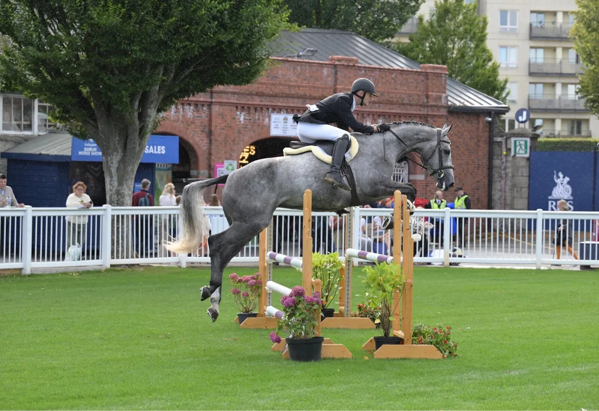 Top prospect show jumper/eventer - Image 2