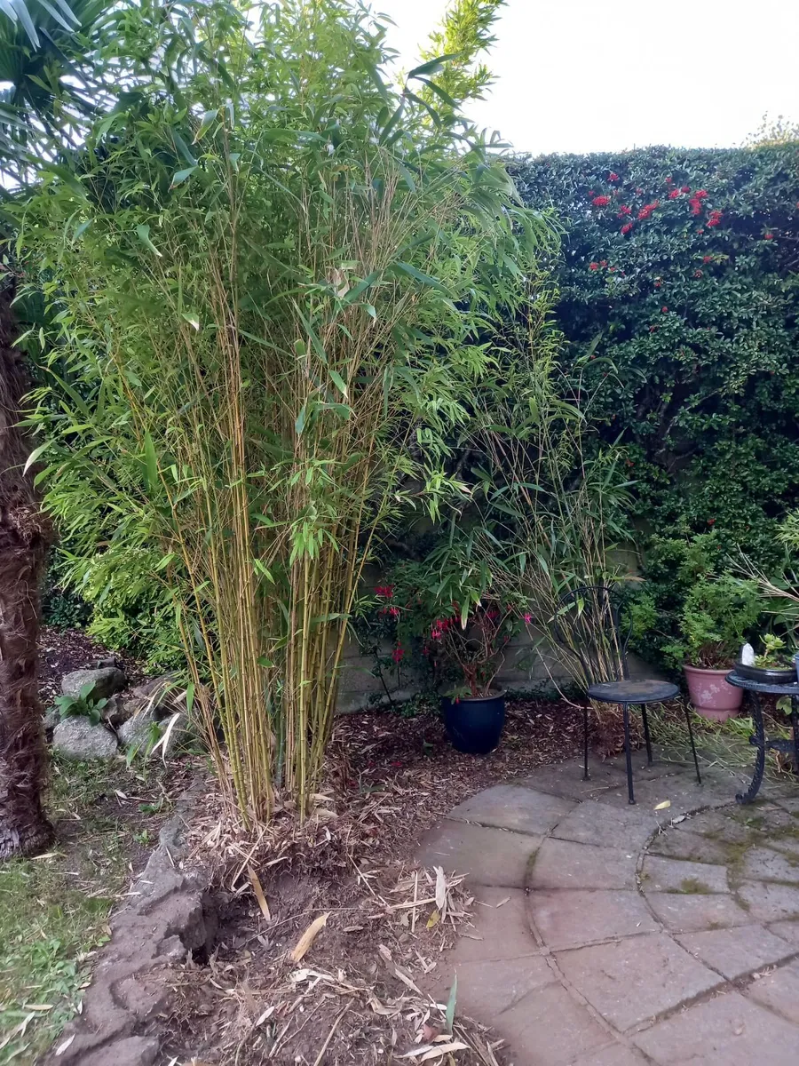 Bamboo trees - Image 1