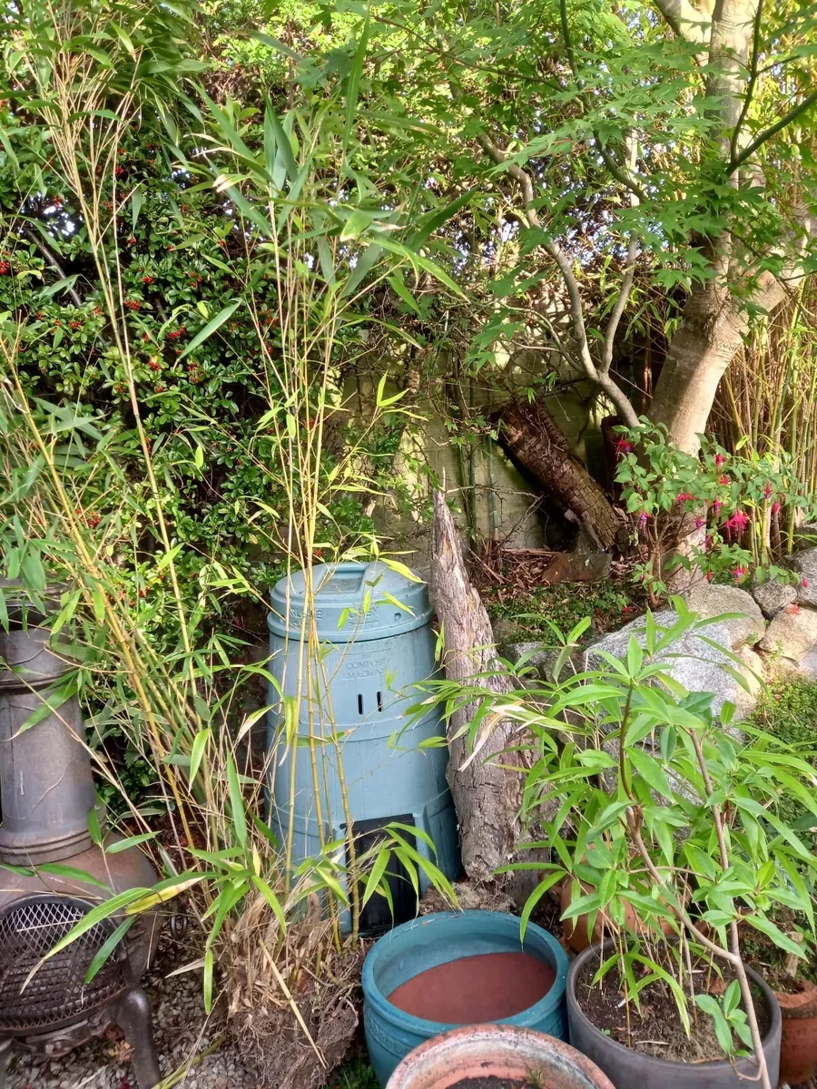 Bamboo trees - Image 2