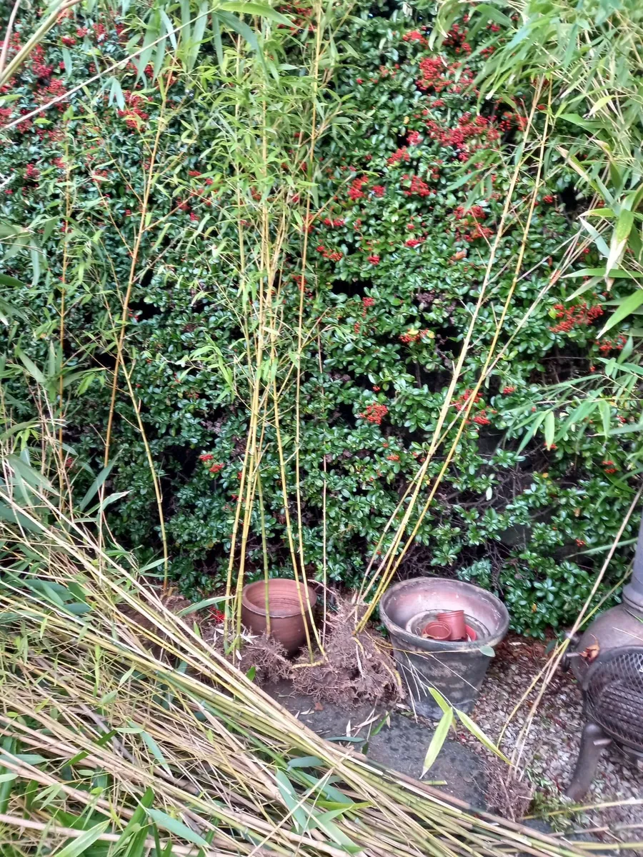 Bamboo trees - Image 3