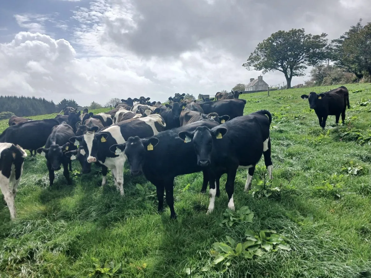 Dairy heifer calves - Image 3