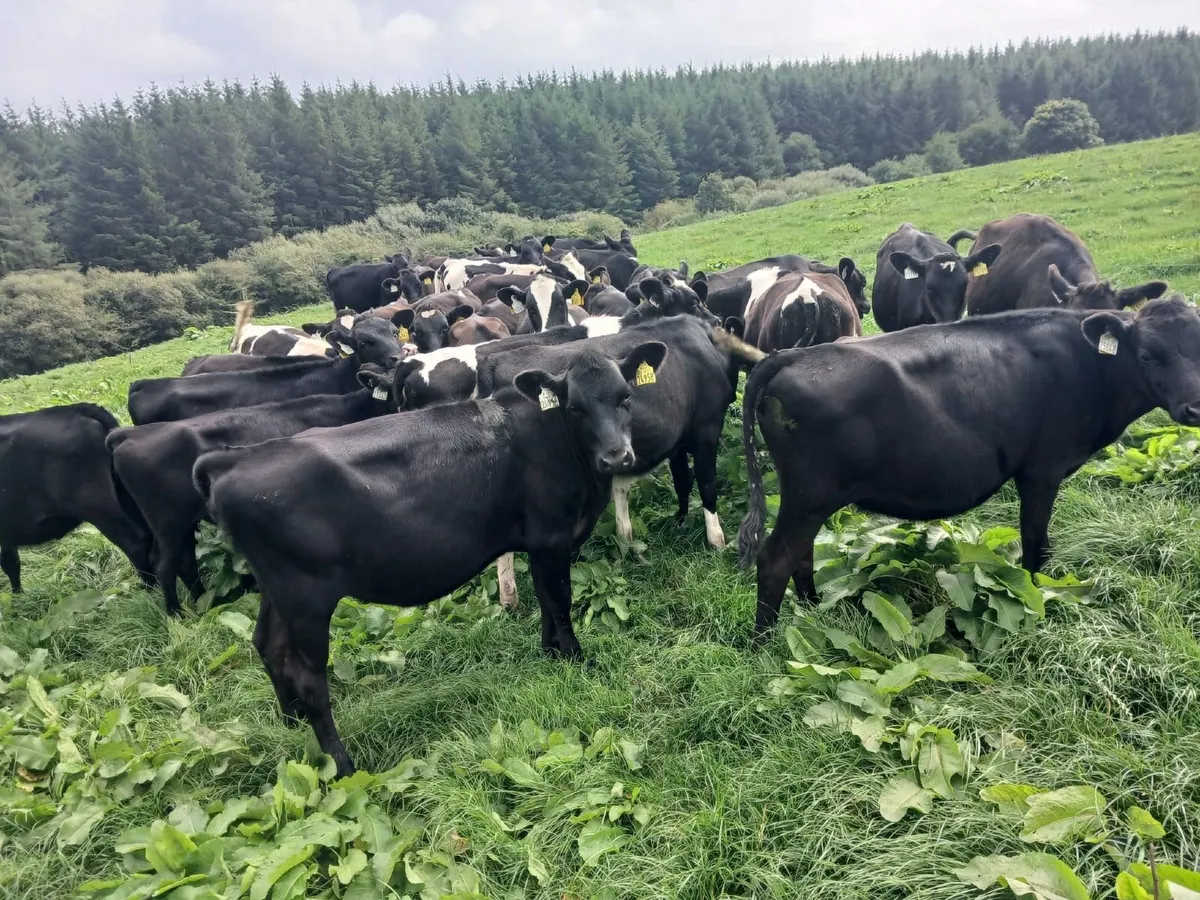 Dairy heifer calves - Image 4
