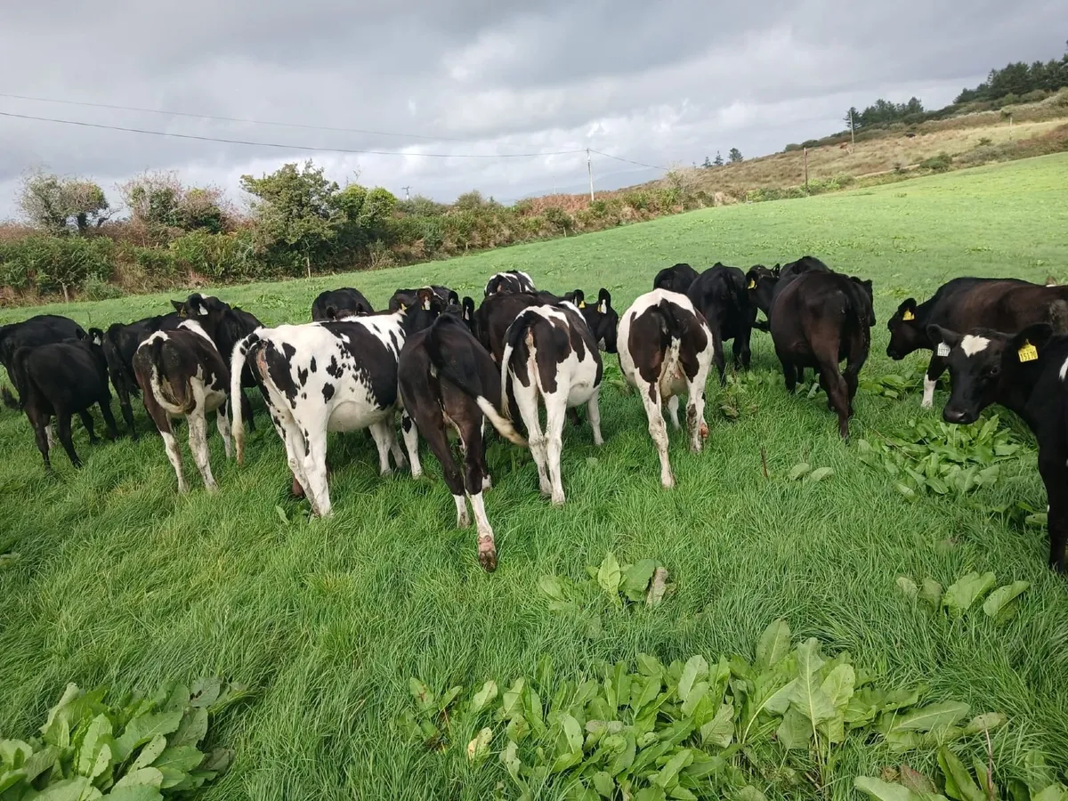 Dairy heifer calves - Image 1