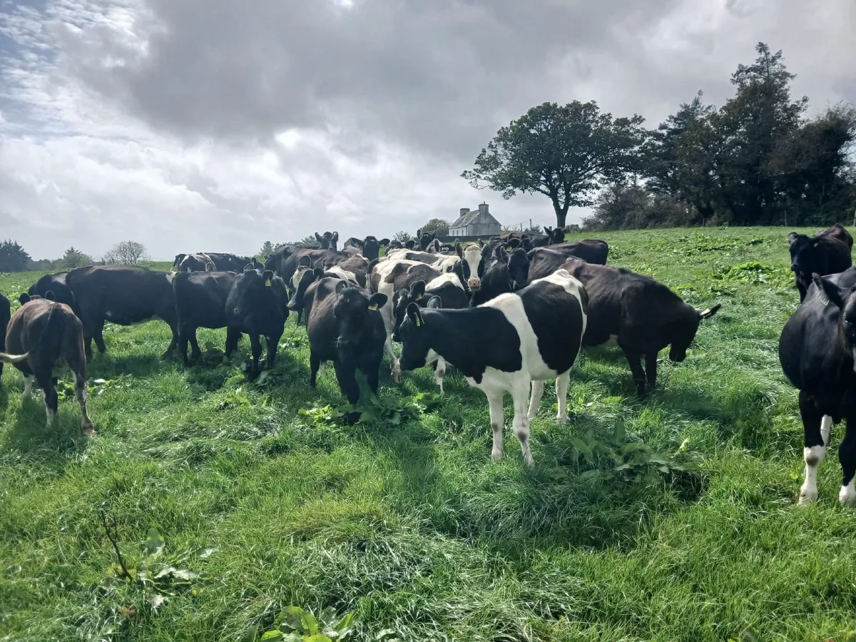 Dairy heifer calves - Image 2