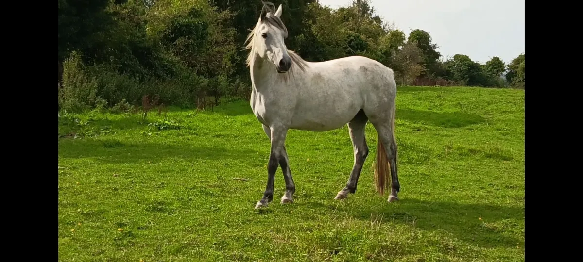 4 year old flashy Conny x Tb - Image 2
