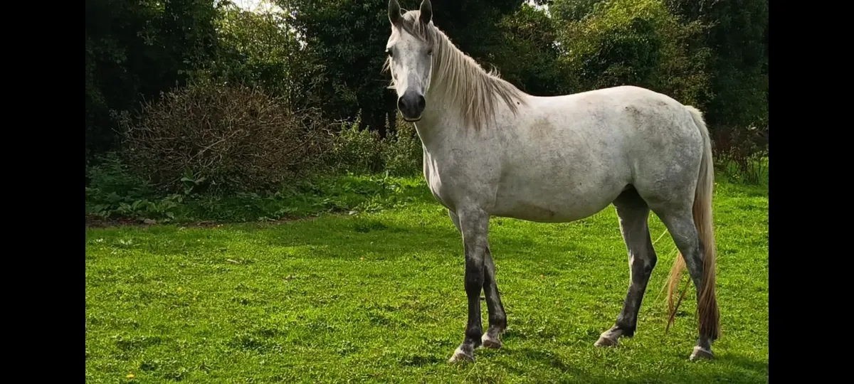 4 year old flashy Conny x Tb - Image 3