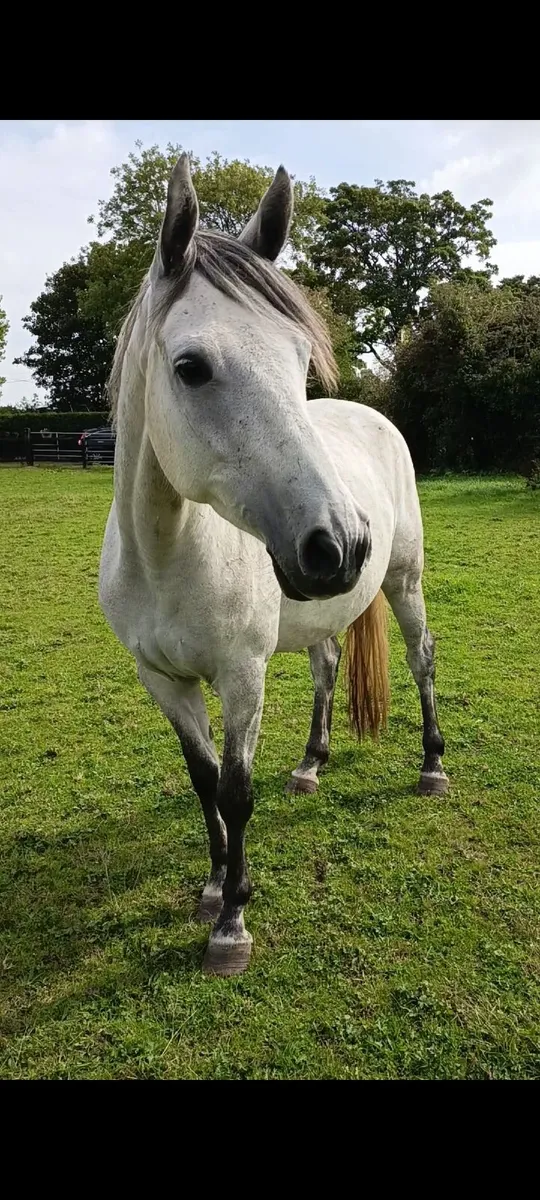 4 year old flashy Conny x Tb - Image 1