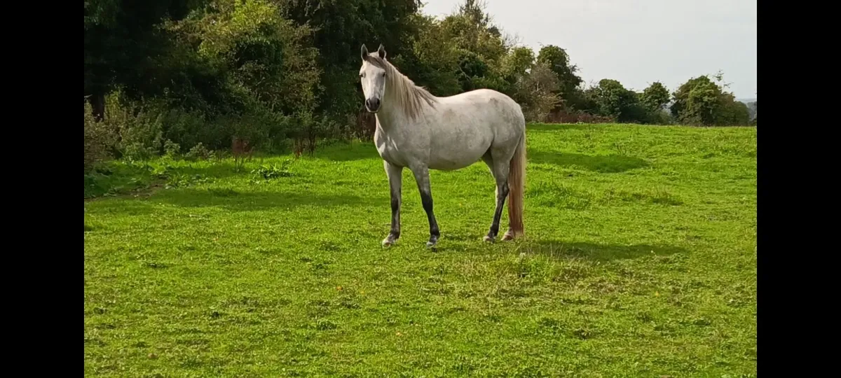 4 year old flashy Conny x Tb - Image 4