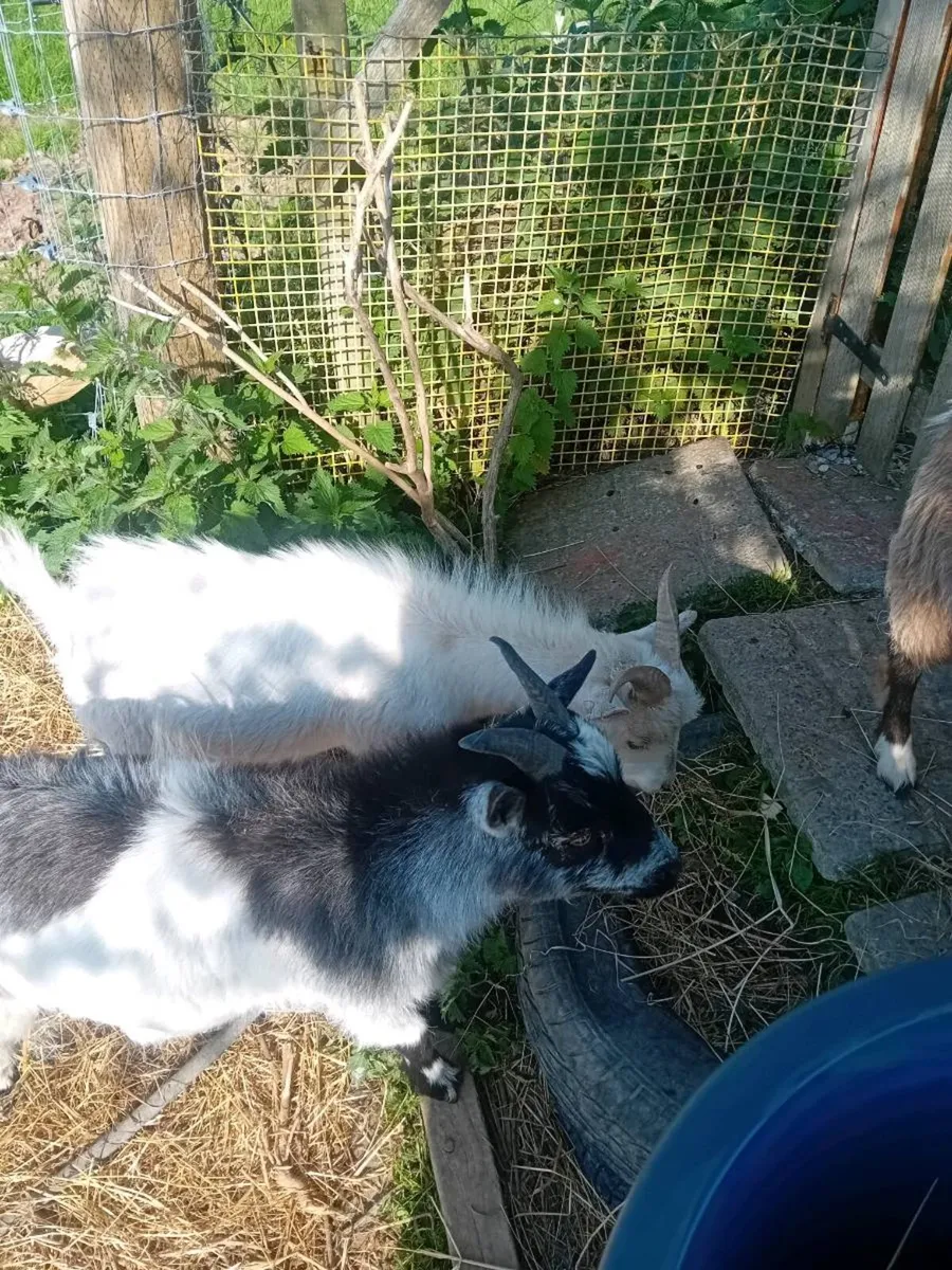 Pygmy goats