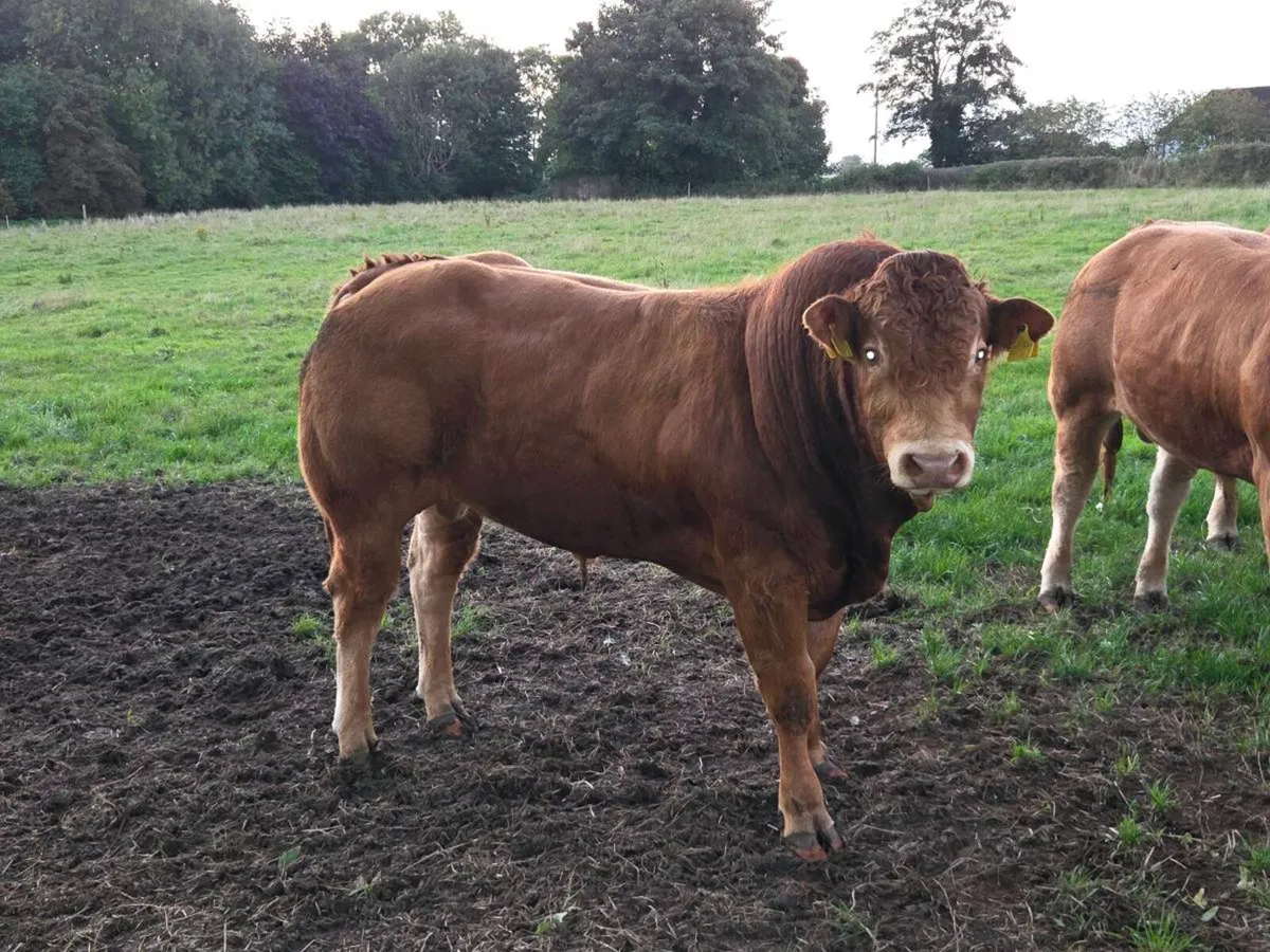 Limousin bulls - Image 1