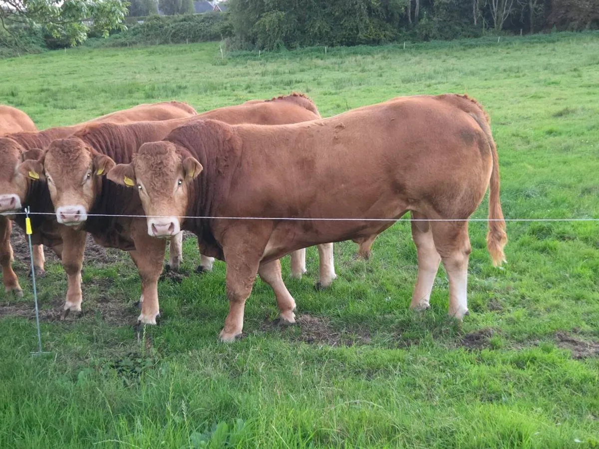 Limousin bulls - Image 2
