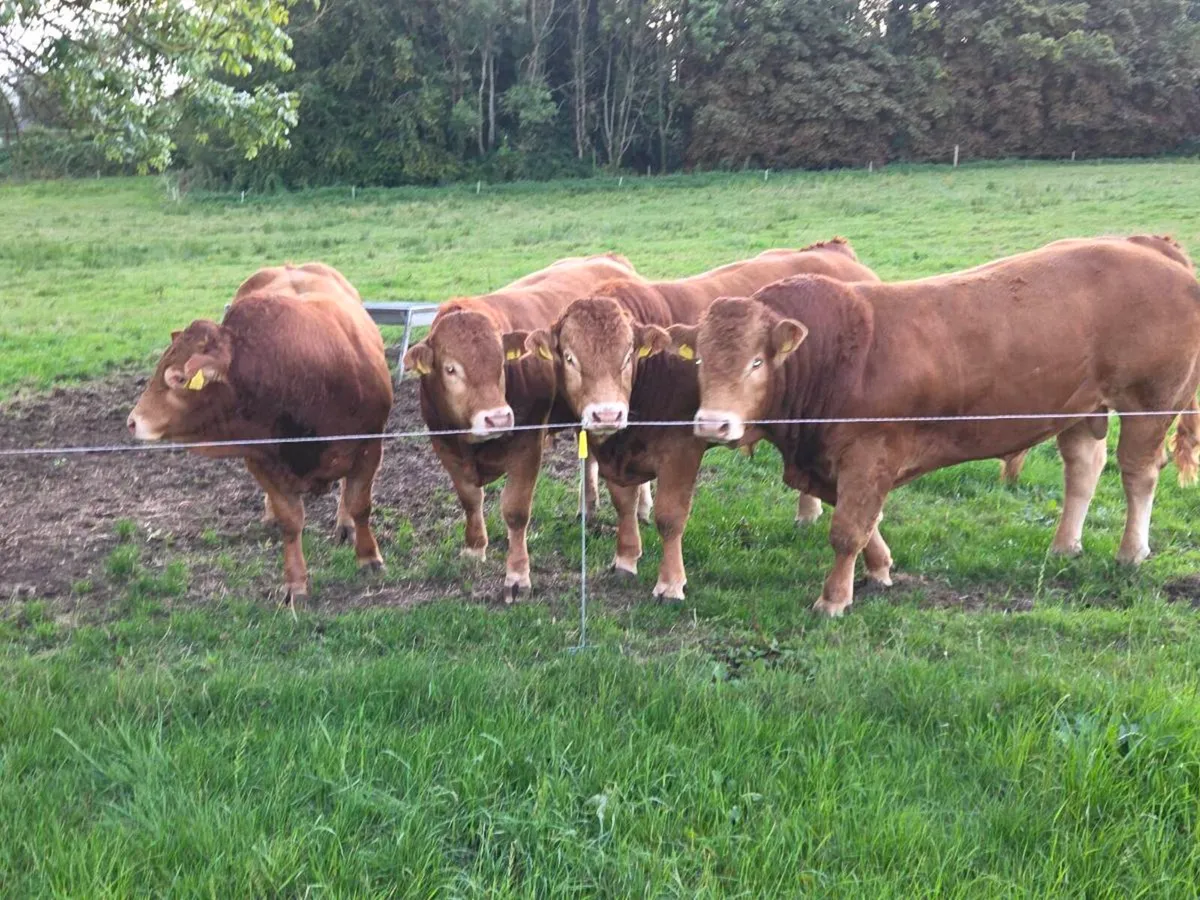 Limousin bulls - Image 3