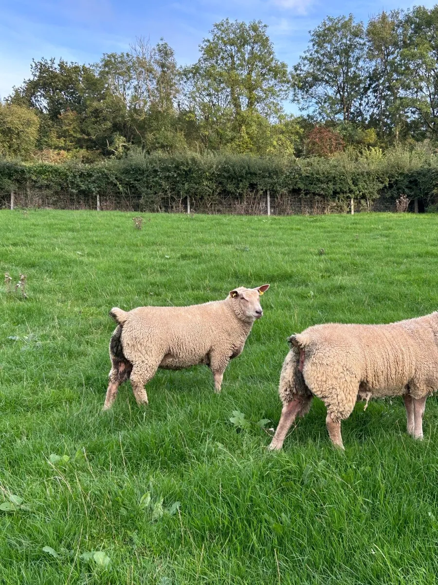 Pedigree Charollais Ewe Lambs - Image 2