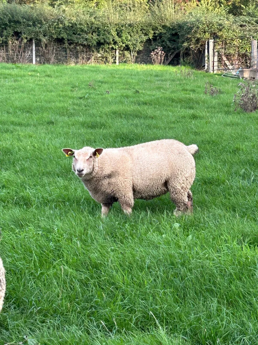 Pedigree Charollais Ewe Lambs - Image 1