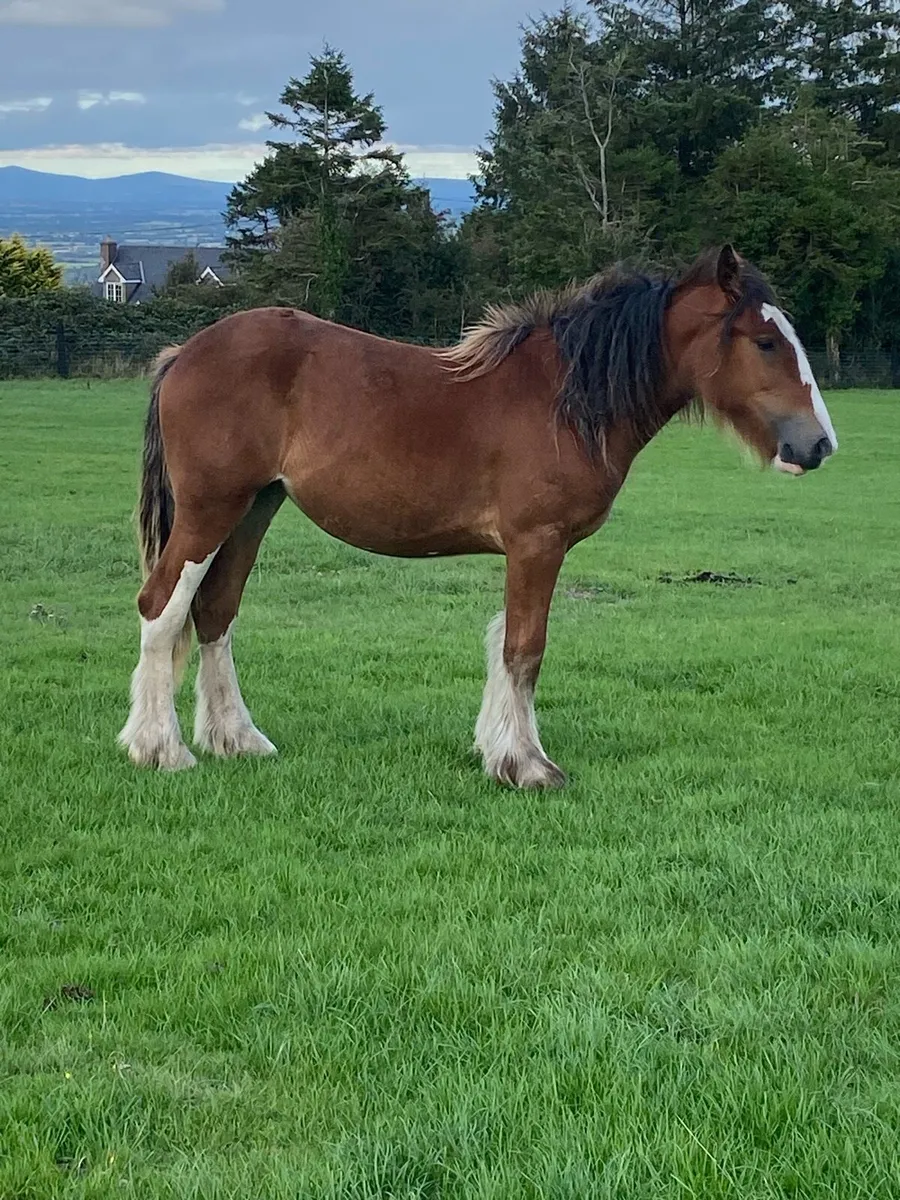 Heavy bay filly - Image 2