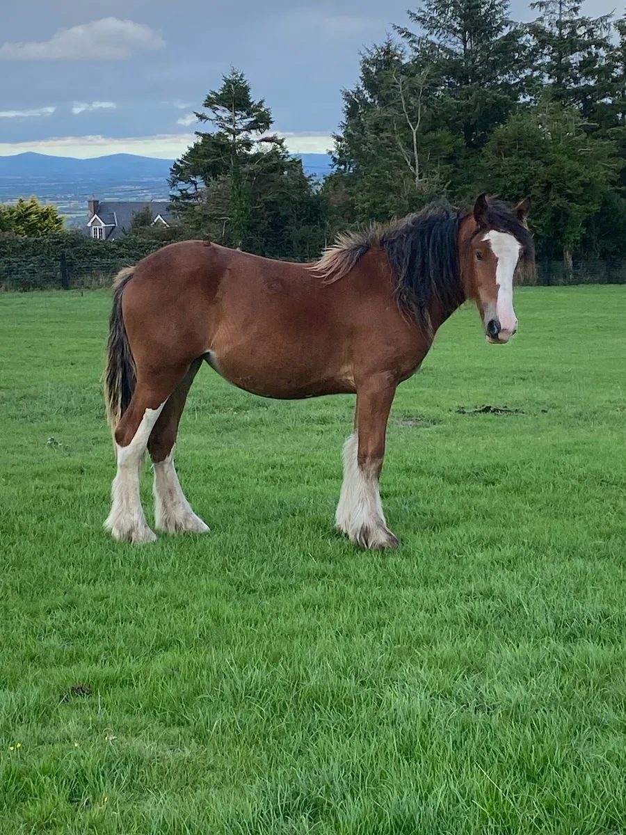 Heavy bay filly - Image 3