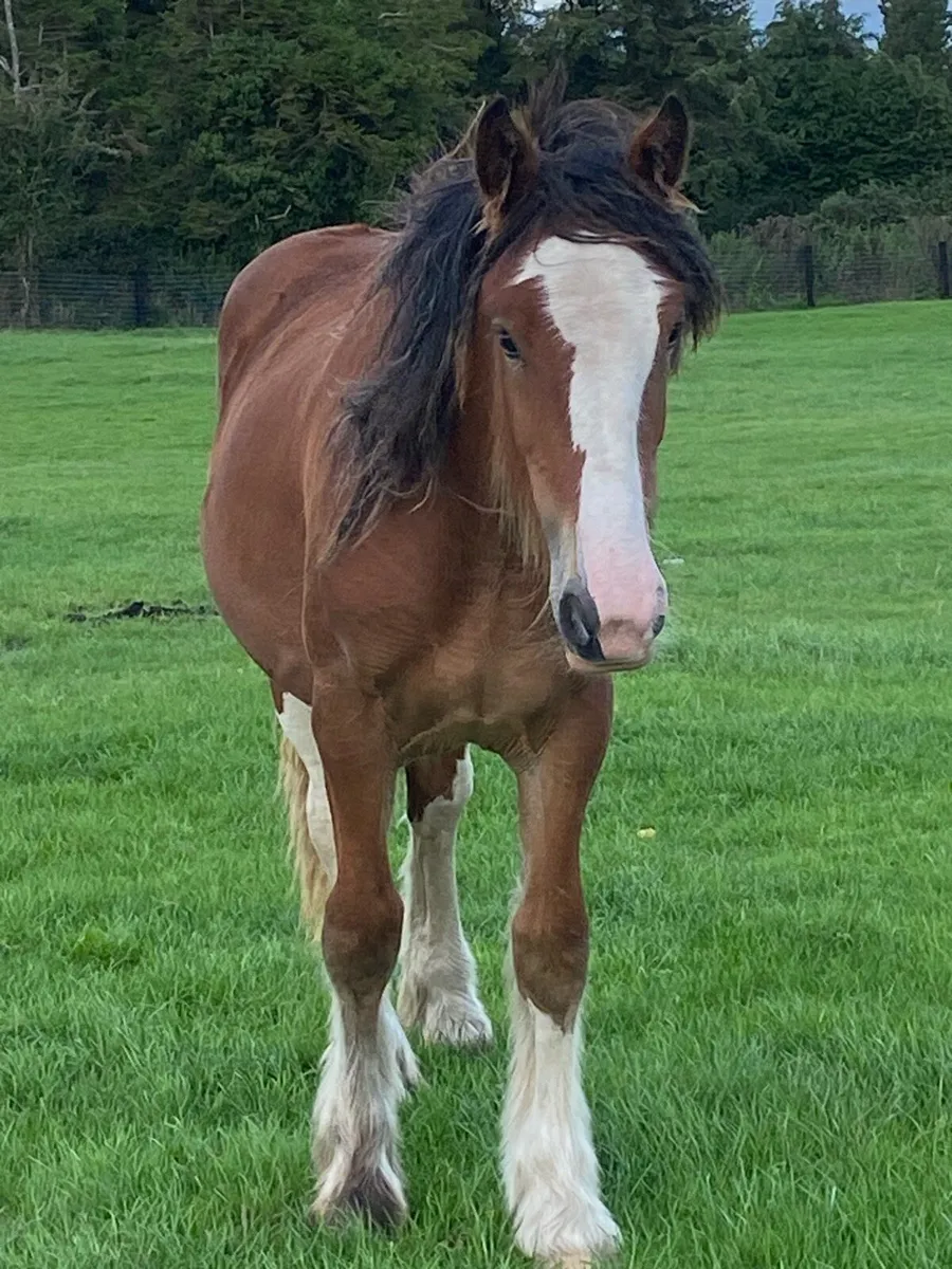 Heavy bay filly - Image 4