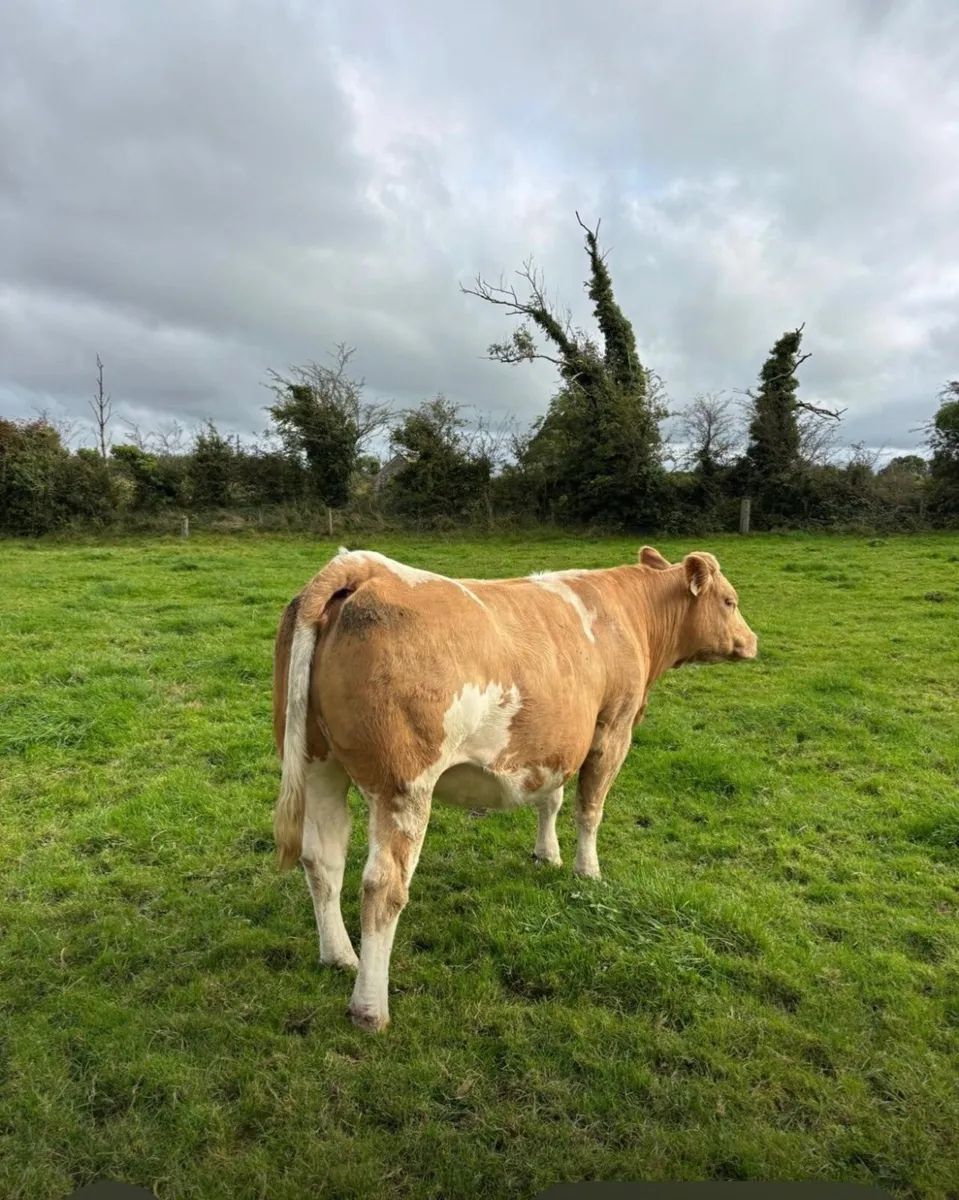 Heifer - Image 1