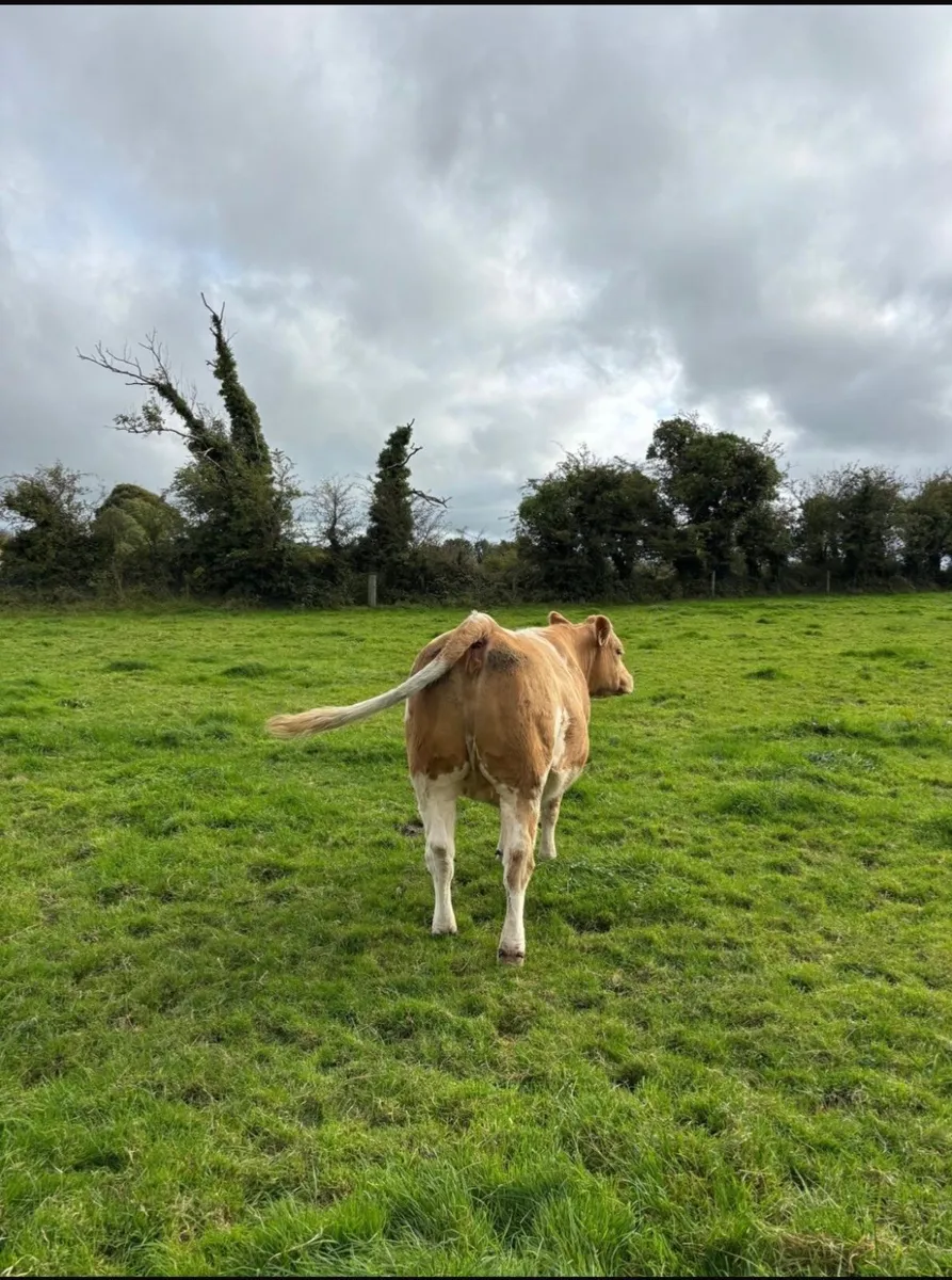 Heifer - Image 2
