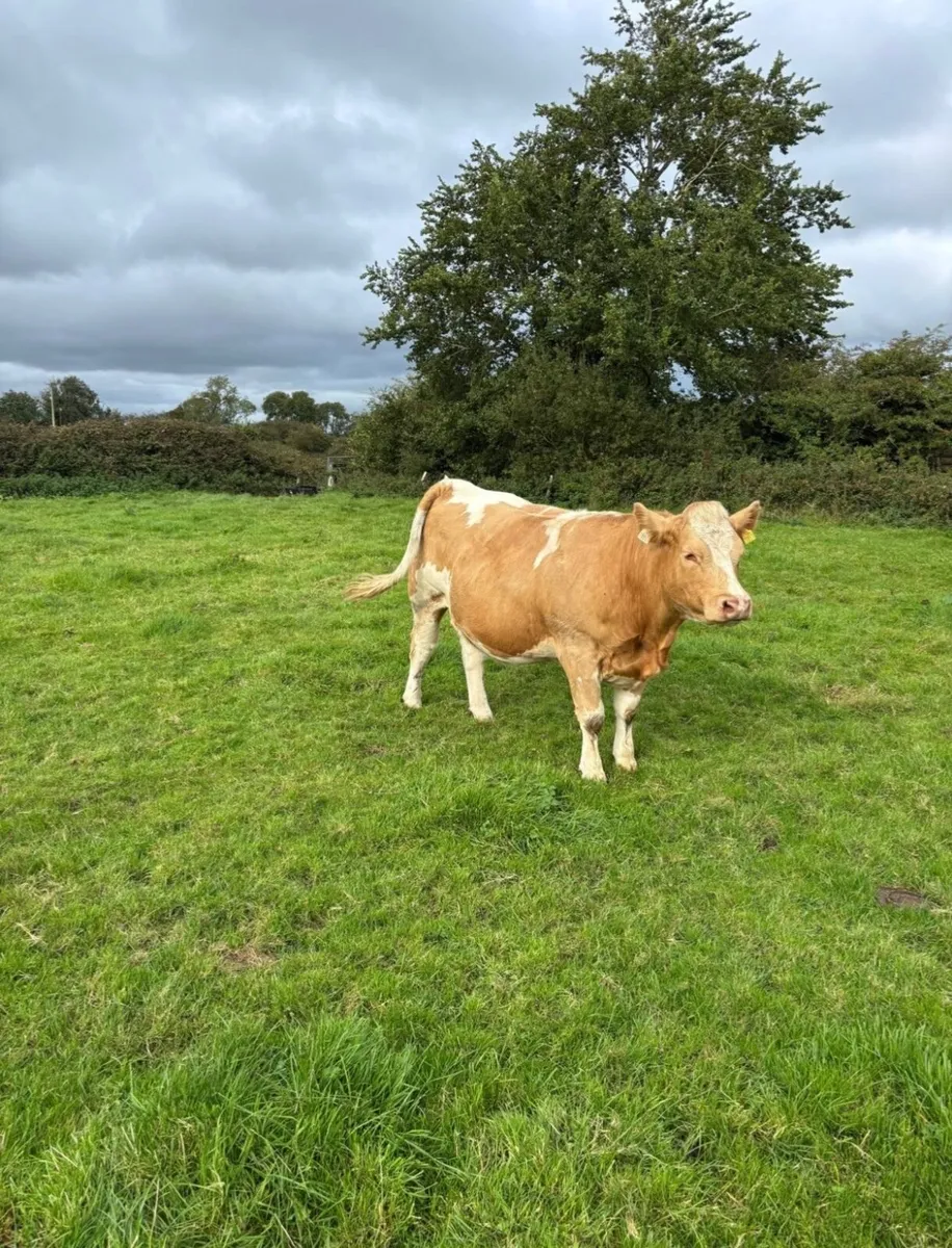 Heifer - Image 3