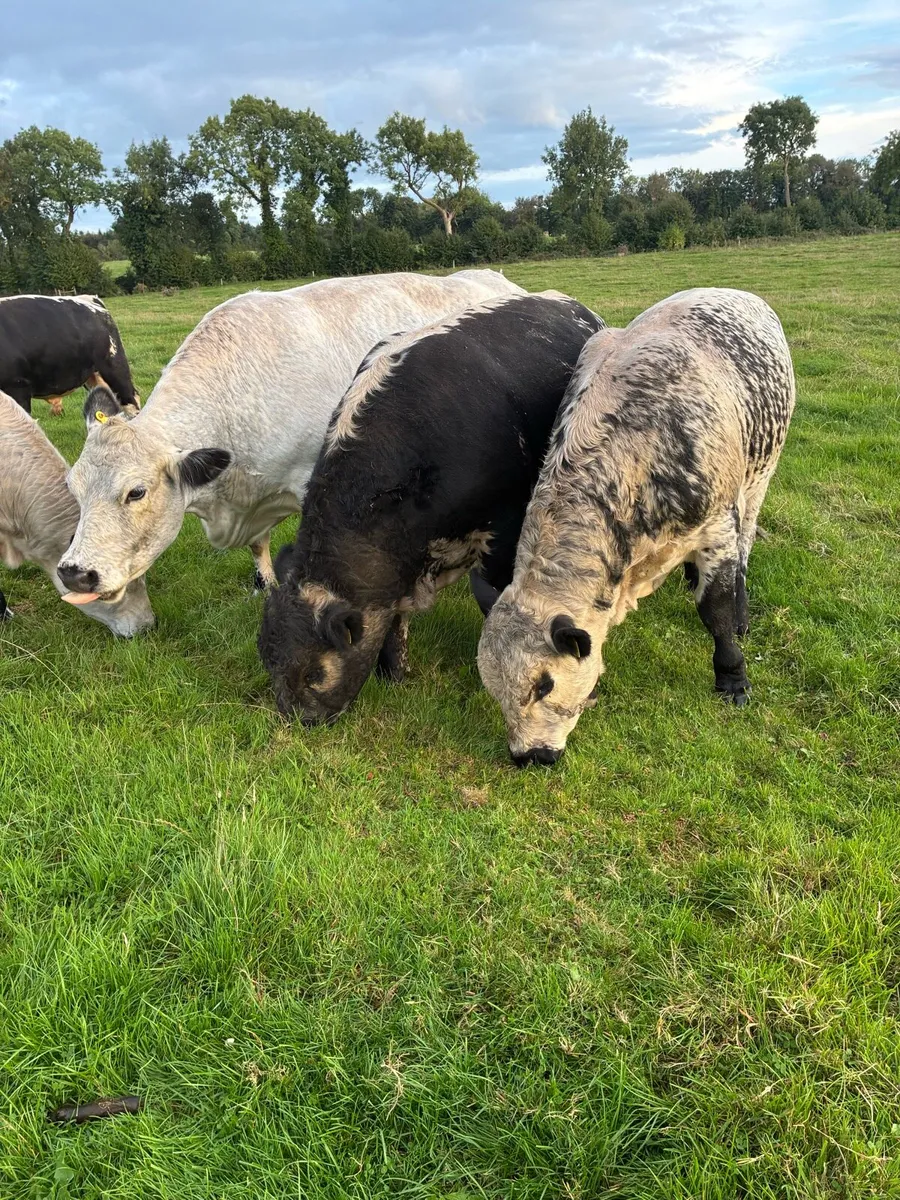 Speckle park bulls - Image 1