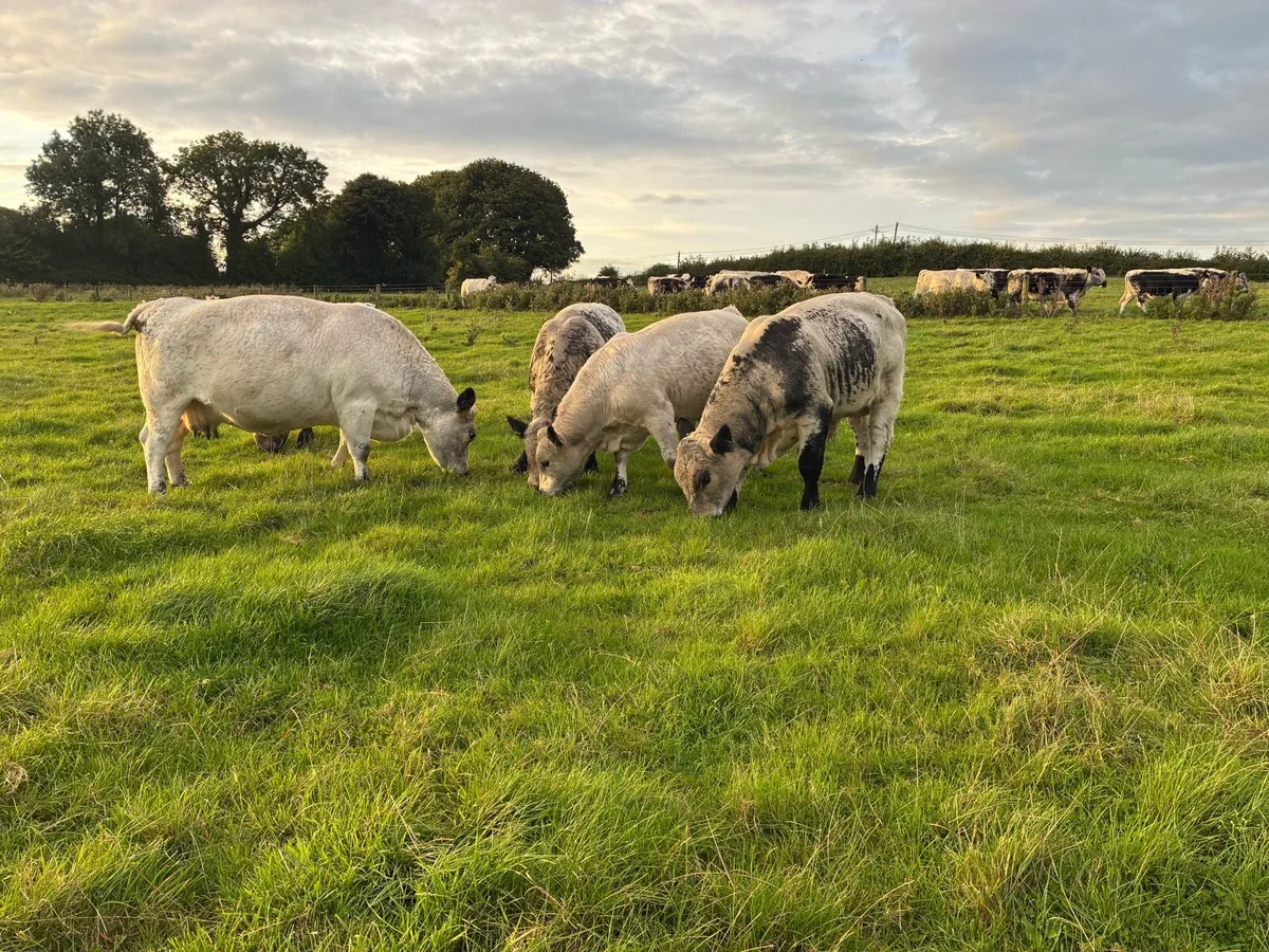 Speckle park bulls - Image 2
