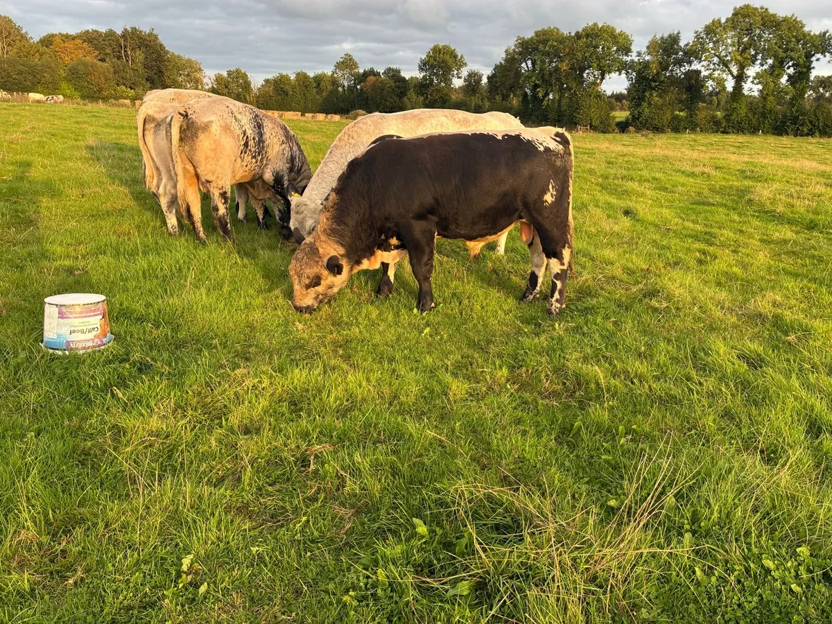 Speckle park bulls - Image 3
