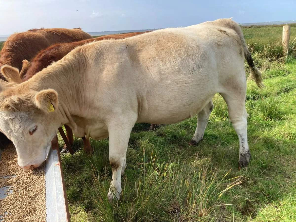 Super Springing heifers - Image 4